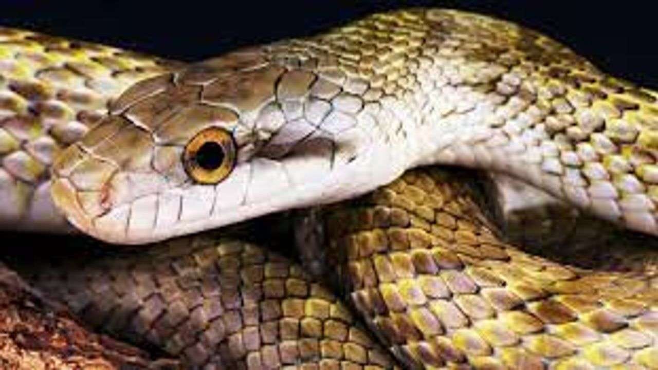 Knowledge: જાણો દૂનિયાના કેટલા દેશોમાં સાપ કે ગરોળી જોવા નથી મળતા, જાણો તેના પાછળનું કારણ