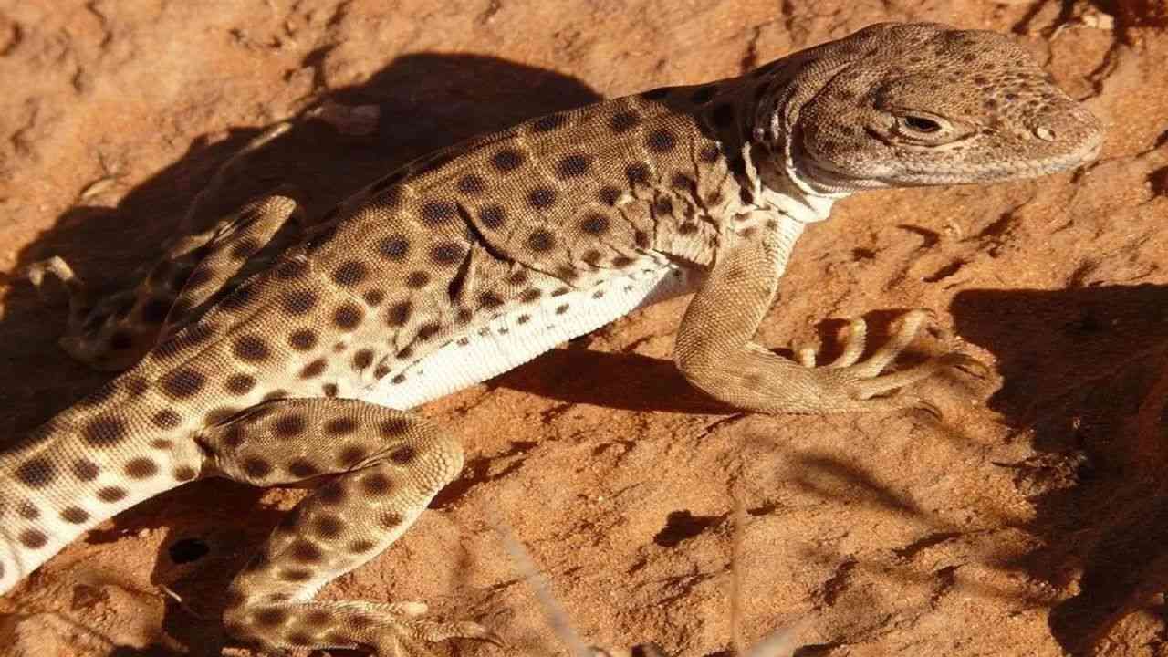 This lizard can be a medicine for dangerous diseases you will be shocked to know the price of this lizard from Bihar