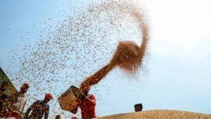 Wheat Export : ભારતીય ઘઉં પર તુર્કીએ લગાવ્યો 'રૂબેલા' દાગ ! જાણો આંતરરાષ્ટ્રીય સ્તરે શું થશે અસર