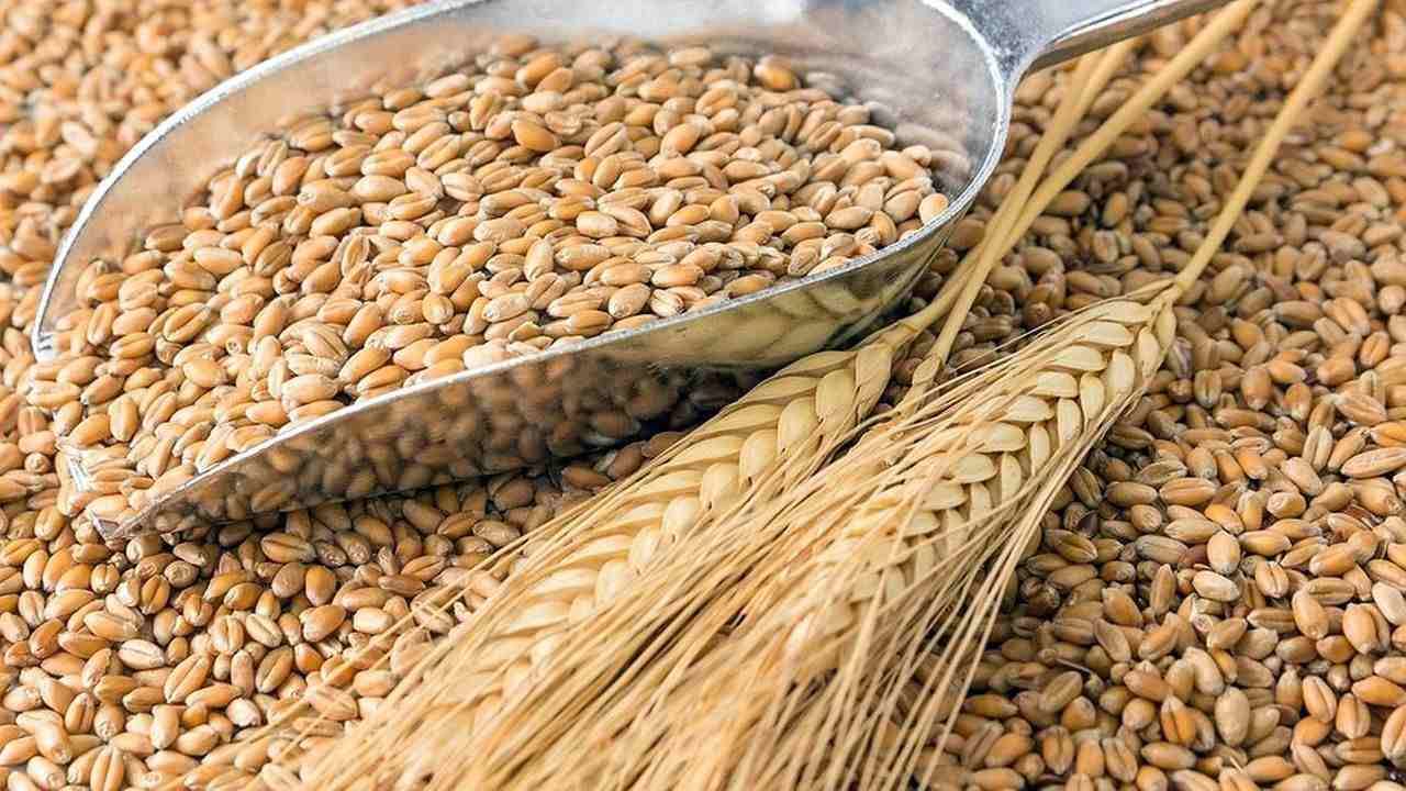 Wheat prices rise in international market due to India!  The reason the United Nations showed