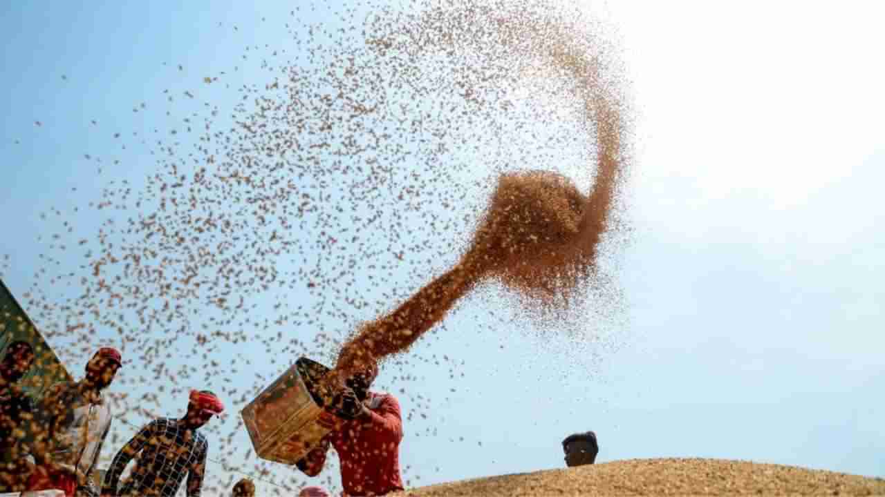 Wheat Export : ભારતીય ઘઉં પર તુર્કીએ લગાવ્યો રૂબેલા દાગ ! જાણો આંતરરાષ્ટ્રીય સ્તરે શું થશે અસર