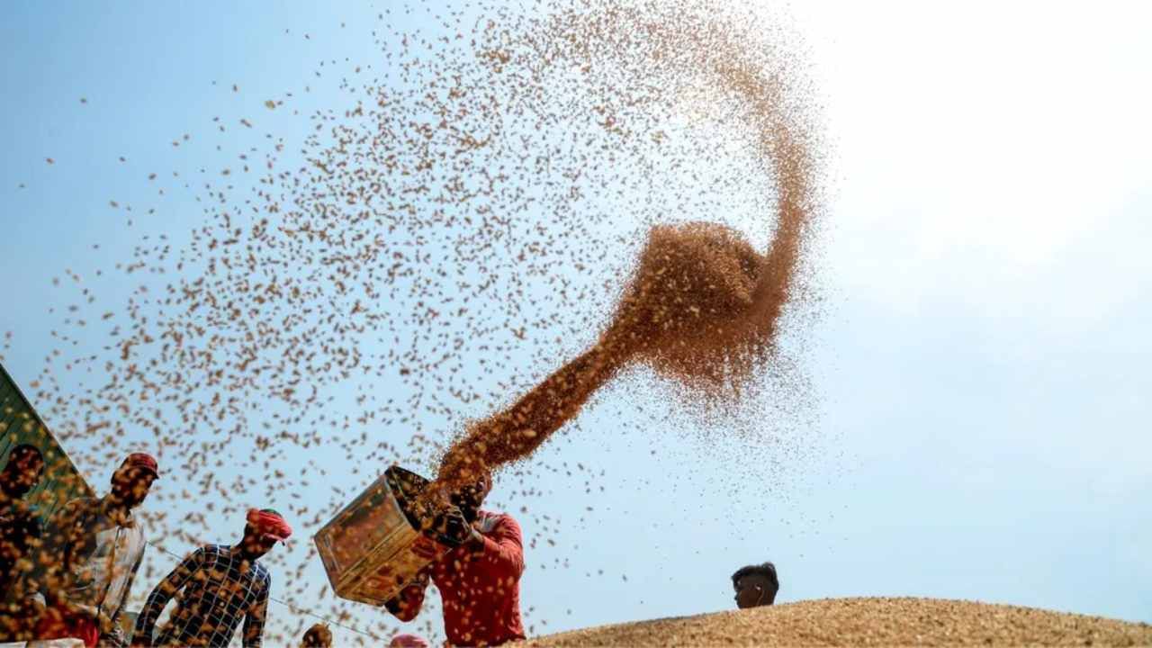 Wheat Export : ભારતીય ઘઉં પર તુર્કીએ લગાવ્યો 'રૂબેલા' દાગ ! જાણો આંતરરાષ્ટ્રીય સ્તરે શું થશે અસર