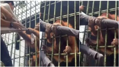 Shocking Video: ચિમ્પાન્ઝીએ માત્ર 32 સેકન્ડમાં વ્યક્તિને શીખવ્યો પાઠ, વીડિયો જોઈને લોકોએ કહ્યું- તમને પ્રાણીની મજાક કેવી લાગી?