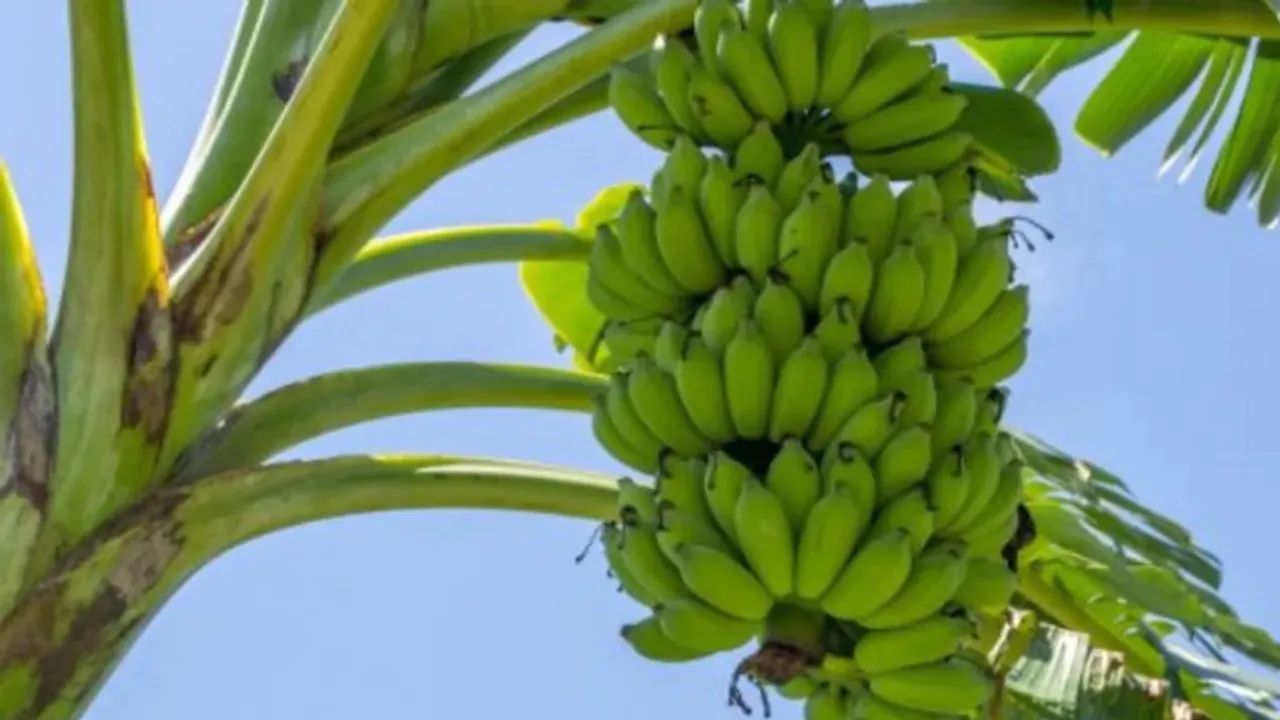 Banana Prices : કેળાના ભાવમાં અચાનક ઘટાડો થતાં ખેડૂતો પરેશાન, હવે ઉત્પાદકો શું કરશે?