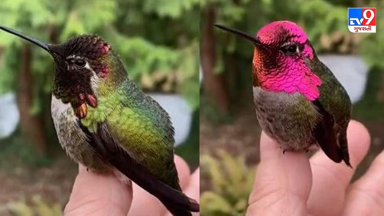Bird Video: અરે આ શું ! રંગ બદલતું પક્ષી? ભાગ્યે જ તમે આવું રિયલ લાઈફમાં જોયું હશે, વીડિયો જોઈને લોકો થયા મંત્રમુગ્ધ