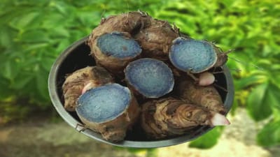 Black Turmeric : કાળી હળદરની ખેતીની સંપૂર્ણ માહિતી, ખેડૂતો તેની ખેતીથી થઈ શકે છે માલામાલ