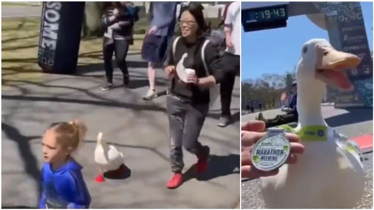 Duck Video: માણસો સાથે મેરેથોનમાં દોડ્યું બતક, વીડિયો જોઈને લોકોએ કહ્યું- મેચ જીતવા માટે 'મોટા પગ' નહીં 'હિંમત' હોવી જોઈએ