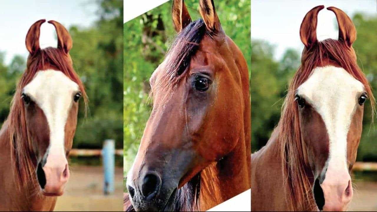 કોરોના સહિત અનેક ચેપી રોગોથી પ્રાણીઓનું રક્ષણ થશે, ઘોડા સંશોધન કેન્દ્રે વિકસાવી રસી