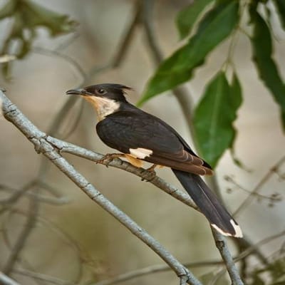 પૃથ્વી પરના દરેક જીવને જીવંત રહેવા માટે અનાજ અને પાણીની જરૂર હોય છે. મનુષ્યો, પ્રાણીઓ અને પક્ષીઓ વગેરે માટે હવા પછી બીજી સૌથી મહત્વની વસ્તુ પાણી છે. ખોરાક વિના, વ્યક્તિ થોડા દિવસો જીવી શકે છે, પરંતુ પાણી વિના, તે મરી જશે. પક્ષીઓ સાથે પણ એવું જ છે. પરંતુ આજે આપણે એક એવા પક્ષીની વાત કરવા જઈ રહ્યા છીએ, જે તરસથી મરી જશે, પરંતુ તેને અહીં-ત્યાંથી પાણી પીવું મંજૂર નથી! તમે વિચારતા જ હશો કે આ કેવું ગાંડપણ છે... પણ આ જ છે તેની ખાસ વાત.