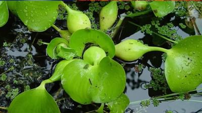 જલકુંભી, જેને તમે જંગલી છોડ તરીકે ફેંકી દો છો,  જાણો આ રોગોમાં છે ખુબ જ અસરકારક