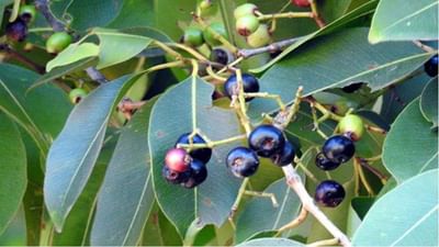 Jamun સાથે આ 4 વસ્તુઓ ક્યારેય ન ખાવી જોઈએ, સ્વાસ્થ્ય પર પડી શકે છે ખરાબ અસર, જાણો કંઇ છે આ ખાદ્યચીજ