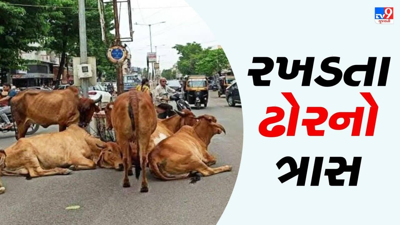ભાવનગરમાં યમદૂતના રૂપમાં ફરી રહ્યા છે રખડતા ઢોર ! છતાં કામગીરીમાં તંત્રના થાબડભાણાનો કોંગ્રસનો આરોપ