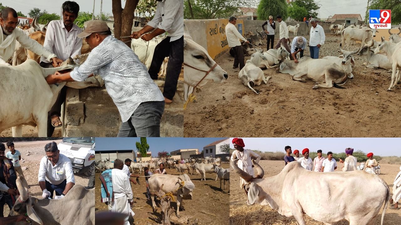 Kutch: Concerns among pastoralists, Animal husbandry appeals to contact  1962 helpline if symptoms of lumpy virus appear | PiPa News