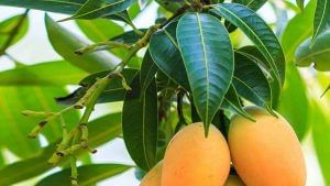 Mango Leaves Benefits: આંબાના પાનથી ઘણી બધી બીમારીઓમાંથી મળશે છૂટકારો, જાણો શું છે તેના ફાયદા