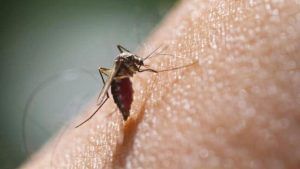 Dengue : ડેન્ગ્યુના તાવમાં પ્લેટલેટ કાઉન્ટ ઘટવાનું કારણ શું ? આ ચાર ઘરેલુ ઉપચારથી ઝડપથી વધશે પ્લેટલેટ્સ
