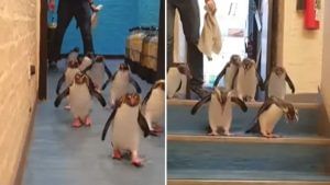 Penguin Cute Video : શું તમે ક્યારેય પેંગ્વિનને સીડી પરથી નીચે આવતા જોયા છે ? વીડીયો જોયા પછી તમે પણ શેયર કર્યા વિના નહીં રહો