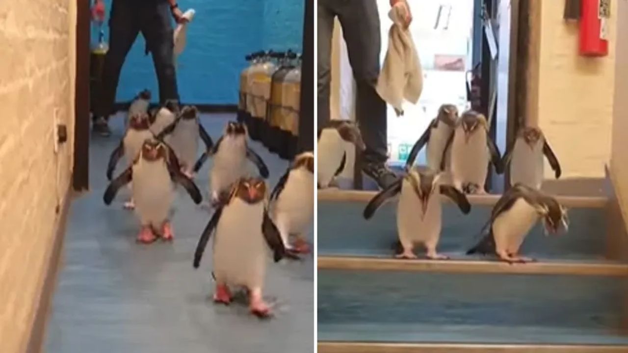 Penguin Cute Video : શું તમે ક્યારેય પેંગ્વિનને સીડી પરથી નીચે આવતા જોયા છે ? વીડીયો જોયા પછી તમે પણ શેયર કર્યા વિના નહીં રહો