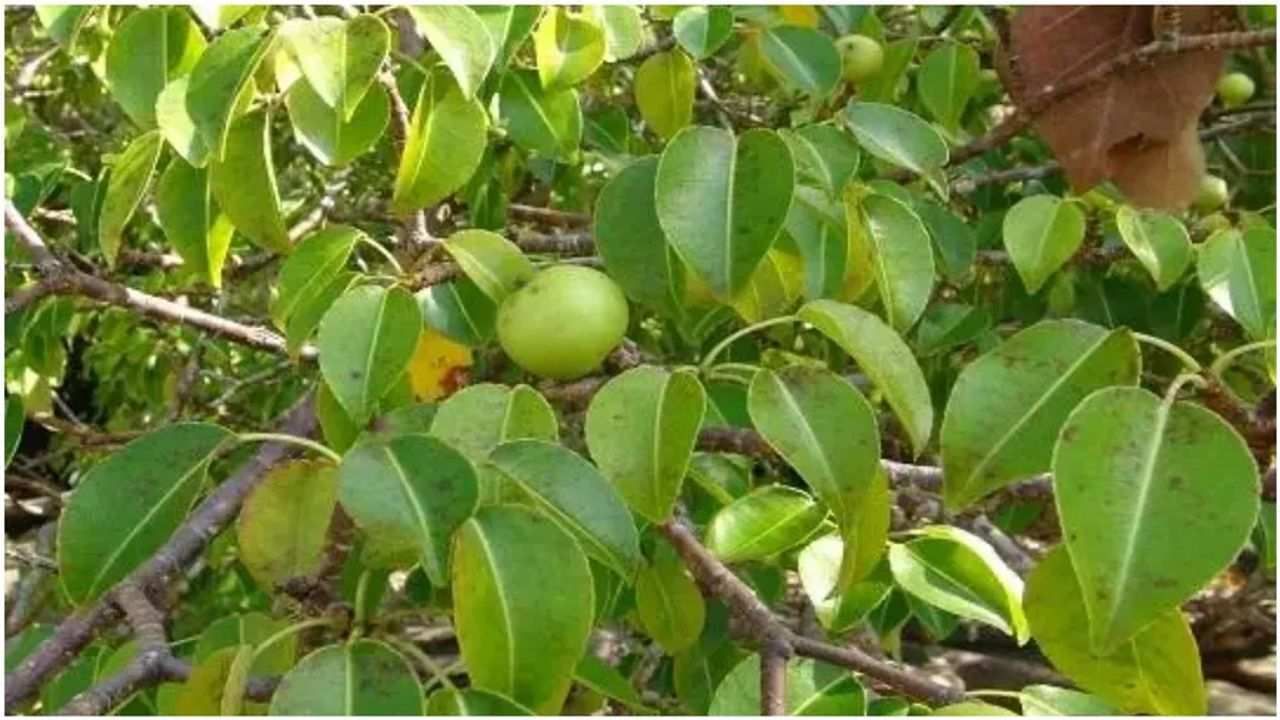 The world's most poisonous fruit appears on this tree, the eyesight can go on touching it, death happens as soon as it is eaten!