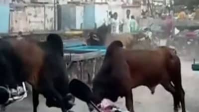 પોરબંદરઃ રખડતા આખલાઓએ મચાવ્યો ઉત્પાત, રેકડીઓનો વાળ્યો કચ્ચરઘાણ