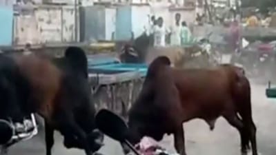 પોરબંદરઃ રખડતા આખલાઓએ મચાવ્યો ઉત્પાત, રેકડીઓનો વાળ્યો કચ્ચરઘાણ