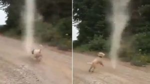 Dog Video: રસ્તા પર કૂતરો નાના વંટોળ સાથે રમતા જોવા મળ્યો, લોકોએ કહ્યું 'શહેરને વિનાશથી બચાવ્યું'