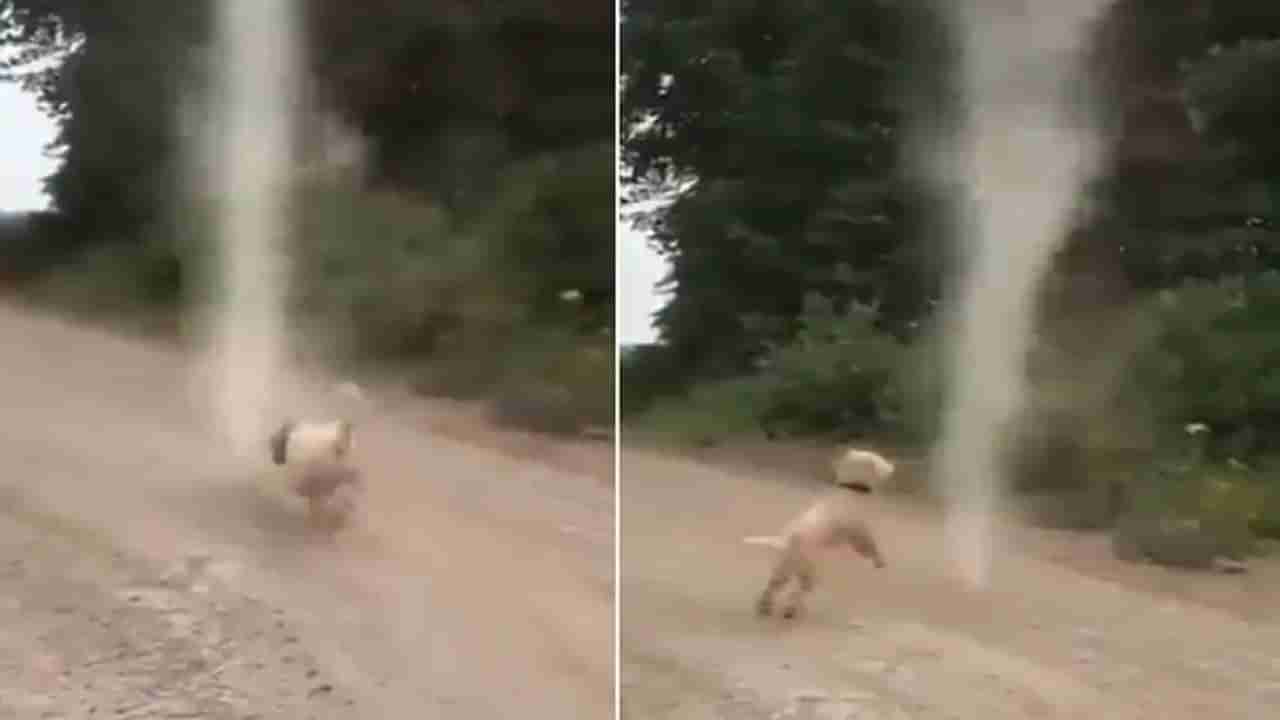 Dog Video: રસ્તા પર કૂતરો નાના વંટોળ સાથે રમતા જોવા મળ્યો, લોકોએ કહ્યું શહેરને વિનાશથી બચાવ્યું