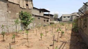 Surat : પાંડેસરા જીઆઇડીસી વિસ્તારમાં અર્બન ફોરેસ્ટ તૈયાર કરશે, અઢી વર્ષમાં તૈયાર થશે ગીચ જંગલ