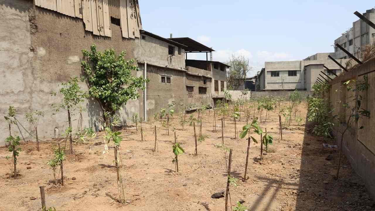 Surat : પાંડેસરા જીઆઇડીસી વિસ્તારમાં અર્બન ફોરેસ્ટ તૈયાર કરશે, અઢી વર્ષમાં તૈયાર થશે ગીચ જંગલ