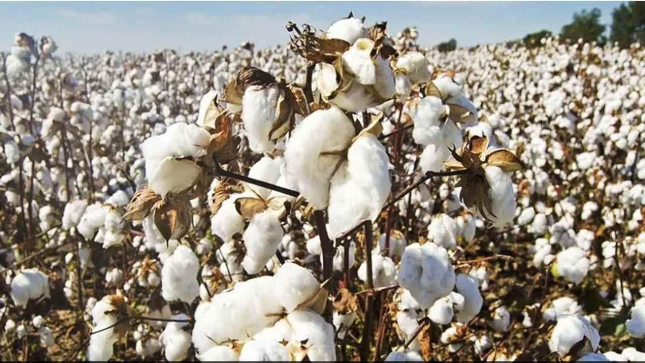 Cotton Price:  કપાસના ભાવમાં મોટા ઘટાડાની શક્યતા, નિષ્ણાતોએ આપ્યા ત્રણ મુખ્ય કારણો