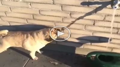 Funny Video: નળમાંથી પડતાં પાણીના પડછાયાને જોઈને ડોગી થયો કન્ફ્યુઝ, આવો મજેદાર વીડિયો જોઈને તમે પણ હસવા લાગશો