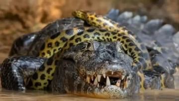 Huge fight between crocodile and anaconda, see in viral video who won?