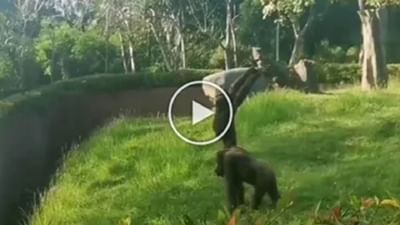 યોગા કરતા ચિમ્પાન્ઝીનો વીડિયો થયો વાયરલ, લોકોએ કહ્યું, 'આ તો સૂર્યનમસ્કાર કરે છે.'