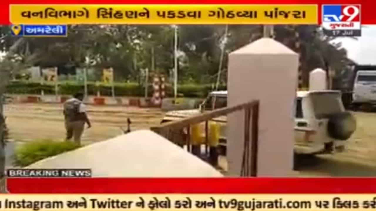 Amreli: જાફરાબાદના બાબરકોટ ગામ નજીક સિંહણનો આતંક, ત્રણ વ્યક્તિ ઉપર સિંહણના હુમલાથી ગ્રામજનોમાં ભય