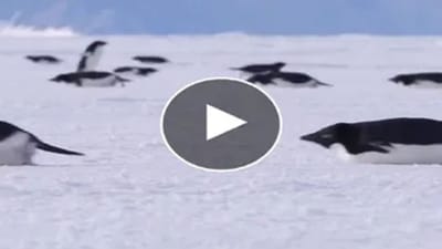 Cute Video : સવાર-સવારમાં બરફ પર ખૂબ મજા કરી પેંગ્વિને, Video જોઈને તમે મંત્રમુગ્ધ થઈ જશો