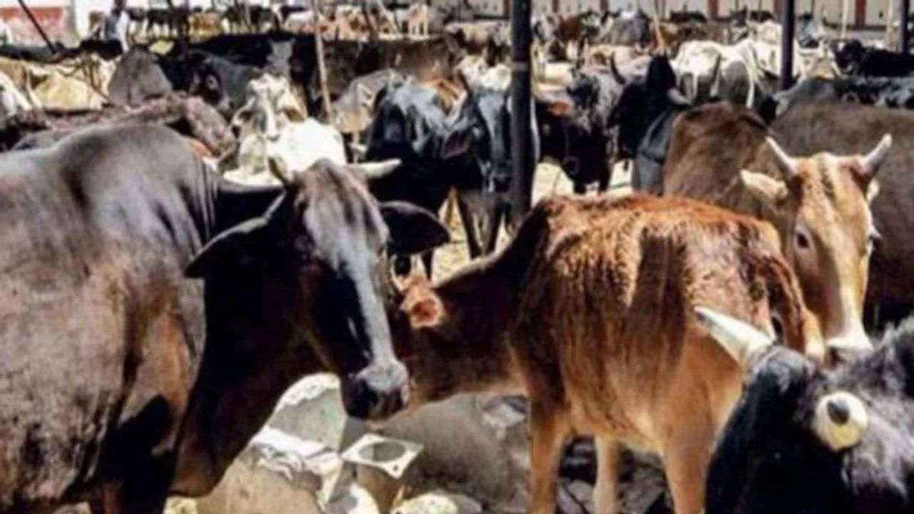 Ahmedabad મનપા સંચાલિત ગૌશાળામાં ગાયના મૃત્યુને લઇને વિપક્ષ અને ભાજપ આમને સામને