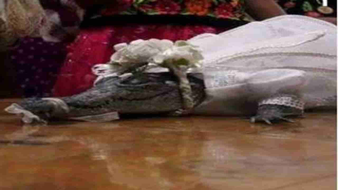 Marriage with Alligator: મેયરે મગર સાથે કર્યા લગ્ન, સફેદ વસ્ત્રોમાં સજ્જ થઇ અનોખી દુલ્હન, હજારો લોકોએ હાજરી આપી