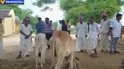 Banaskantha :'લમ્પી' ને કારણે પશુપાલકોની હાલત કફોડી, સ્થાનિકોએ તંત્ર પર આંકડા છુપાવવાનો કર્યો આક્ષેપ