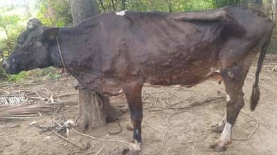 Banaskantha : બનાસકાંઠામાં લમ્પી વાયરસનો કહેર યથાવત, વધુ આઠ પશુઓના મોત કુલ મૃત્યુઆંક 33 થયો