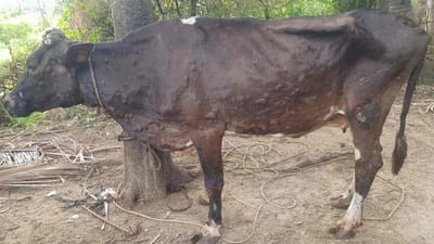 Banaskantha : બનાસકાંઠામાં લમ્પી વાયરસનો કહેર યથાવત, વધુ આઠ પશુઓના મોત કુલ મૃત્યુઆંક 33 થયો