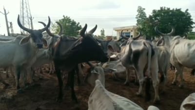 Banaskantha : વાવ અને થરાદમાં લમ્પી વાયરસ 50 કેસ નોંધાયા, તંત્રની ચિંતા વધી