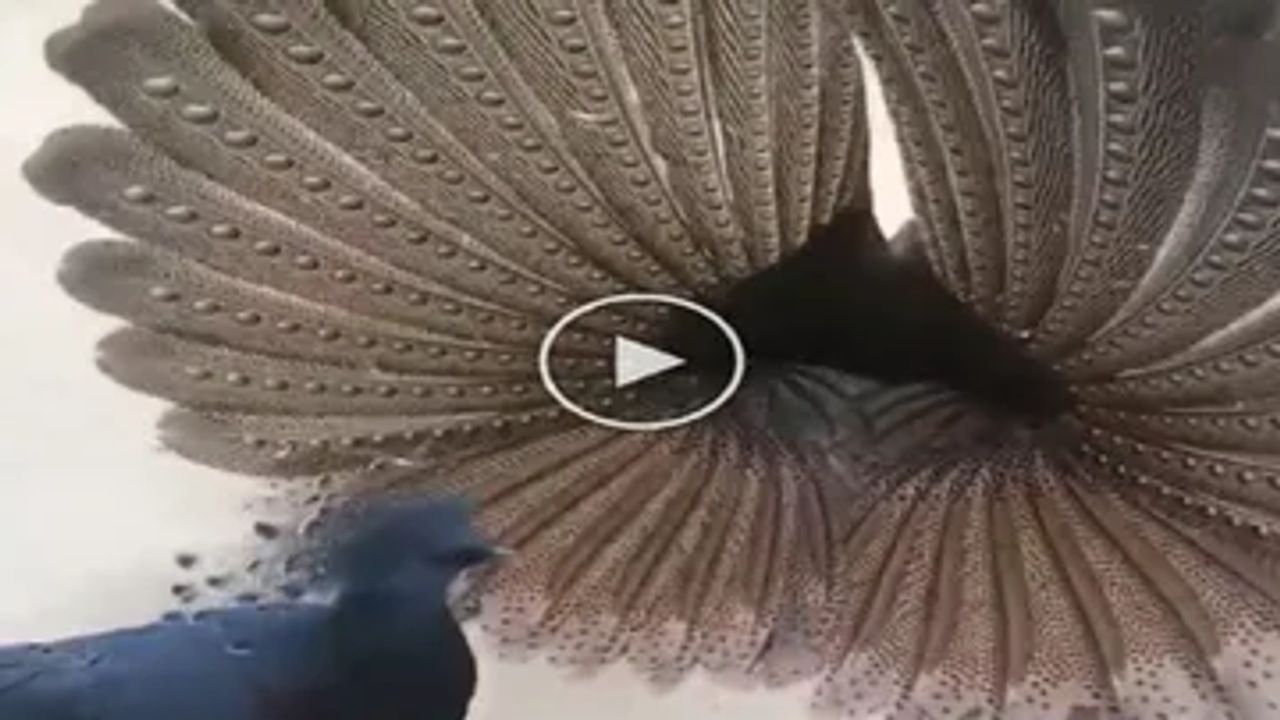 Amazing Video: કબૂતરીને 'પટાવવા' માટે તેતરે સુંદર રીતે ફેલાવી પાંખો, પછી આપી આવી પ્રતિક્રિયા, પરંતુ પંખીનું દિલ તૂટી ગયું