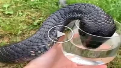 Shocking Video: હોઈ કાંઈ! આ વ્યક્તિએ ખતરનાક કાળા કોબ્રાને પીવડાવ્યું પાણી, વીડિયો જોઈને લોકો થયા આશ્ચર્યચકિત