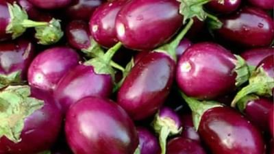 Brinjal Farming: ખેડૂતો રીંગણની આ સુધારેલી જાતોથી મેળવી શકે છે મબલખ ઉત્પાદન