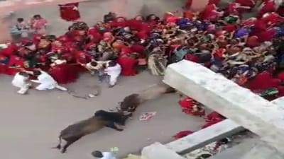 Devbhumi Dwarka: જગત મંદિર પાસે જ જામ્યુ આખલાનું યુદ્ધ, ધ્વજા લઇને જઇ રહેલા ભક્તોને જ અડફેટે લીધા, જુઓ વીડિયો