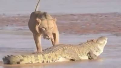 Animal Viral Video : સિંહોએ મળીને મગરને ઘેરી લીધો, મગરે બધાની હવા કરી ટાઈટ