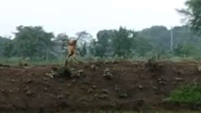 Funny Video: વાંદરાએ એવી રીતે કર્યો સ્ટંટ કે લોકોએ કહ્યું નક્કી બાબા રામદેવજીની 'યોગ પ્રશિક્ષણ શિબિર'માં ભાગ લઈને આવ્યો છે