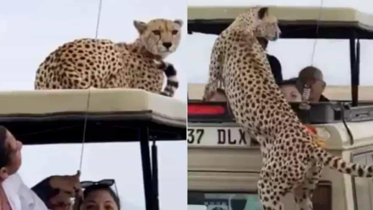 અચાનક ટૂરિસ્ટની ગાડી પર ચઢી ચિત્તાએ કર્યું કંઈક આવું, જુઓ આ Viral Video
