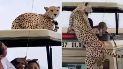 અચાનક ટૂરિસ્ટની ગાડી પર ચઢી ચિત્તાએ કર્યું કંઈક આવું, જુઓ આ Viral Video