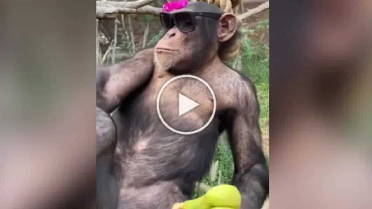 Viral Video: ચિમ્પાન્જીના સ્વેગએ ઈન્ટરનેટ પર મચાવી ધૂમ, લોકોએ કહ્યું- હરકતો જોઈને લાગે છે કે તેઓ ખરેખર આપણા પૂર્વજો હતા