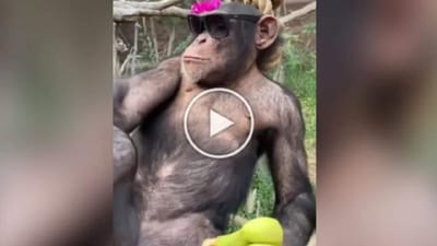 Viral Video: ચિમ્પાન્જીના સ્વેગએ ઈન્ટરનેટ પર મચાવી ધૂમ, લોકોએ કહ્યું- હરકતો જોઈને લાગે છે કે તેઓ ખરેખર આપણા પૂર્વજો હતા